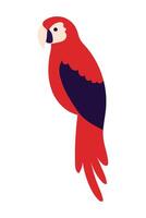 A red parrot with a black beak and blue tail vector