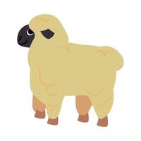 A sheep is standing on a white background vector