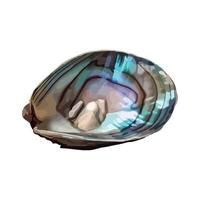 An illustration of a shell with a blue and green shell vector