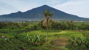 A view of a mountain with rice fields and a palm tree video
