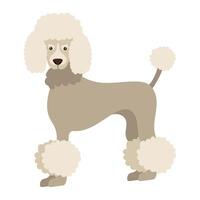 A poodle is standing on a white background vector