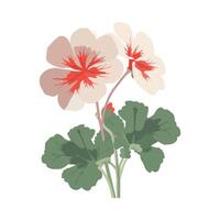 Flowers with leaves and red petals on a white background vector