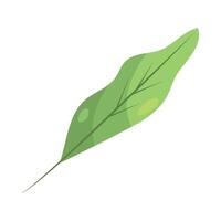 A green leaf on a white background vector