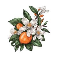 An orange and flowers on a branch vector