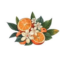Orange flowers and leaves with oranges on a white background vector