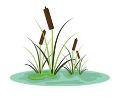 Cattails in the water with grass and reeds vector