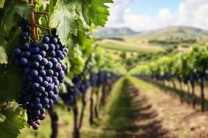 A picturesque vineyard with lush grapevines, highlighting the fruitful bounty of the autumn harvest photo