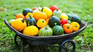 A rustic wheelbarrow filled with colorful squash, epitomizing the diverse produce of harvest season photo