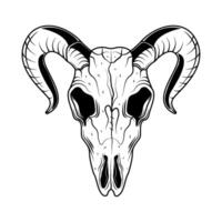 A goat skull with horns on a white background vector