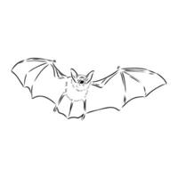 pig-nosed bat sketch vector