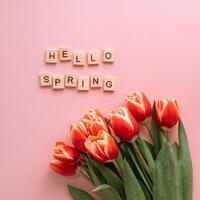 Hello spring concept. Tulip on pink background photo