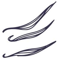 Line illustration of vanilla pods. Hand drawn icon isolated on white background vector