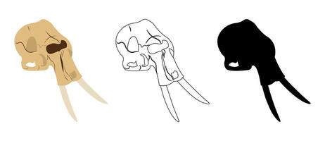 elephant skull set containing colored, silhouette and outlined skeleton of an elephants isolated on white background vector