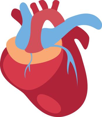 heart with blue and red vein