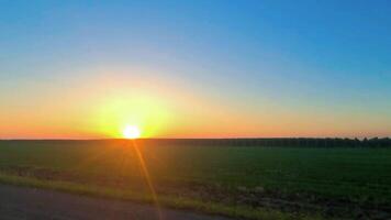 Sunset along the line of grape fields. The sun is setting below the horizon. Green field, sun, sky, ridge of agricultural plants. Horizontal 4k video