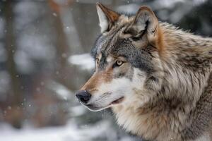 Grey wolf looking away during snowfall in a forest photo