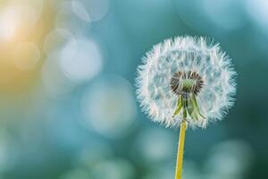 Dandelion standing tall with bokeh background representing hope and dreams photo