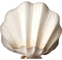 A large white shell on a transparency background png