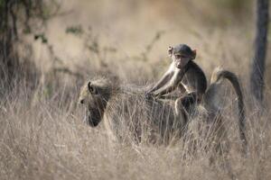 A cute baby Chacma baboon riding on its mother's back through the dry long grass, Kruger National Park. photo