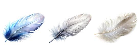 Feather isolate on white background photo