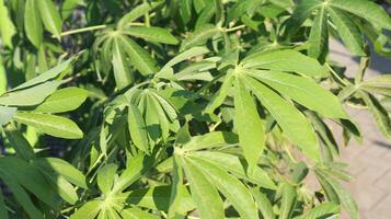 Nature of green casssava leaves with dew in the morning or daun singkong in Indonesian in the morning. photo