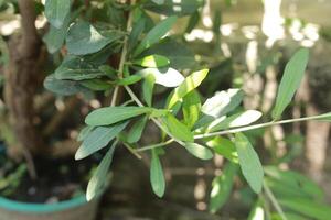 Plants with their long branches and many leaves covering the entire wall. Green vines named Lee Kwan Yew or Vernonia Elliptica. Beautiful hanging vines as curtain creeper plant. Nature background photo