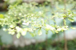 close-up of fresh green leaves of Terminalia mantaly or Ketapang Kencana on a tree in a park. not focused background photo