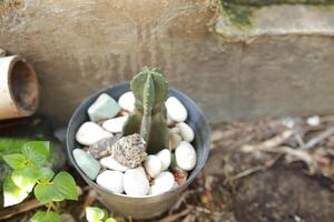 A pot of Opuntia rufida cactus growing photo