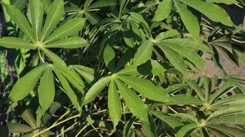 Nature of green casssava leaves with dew in the morning or daun singkong in Indonesian in the morning. photo