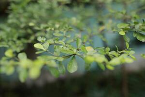 close-up of fresh green leaves of Terminalia mantaly or Ketapang Kencana on a tree in a park. not focused background photo