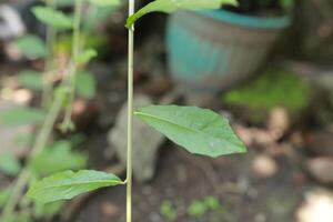 Plants with their long branches and many leaves covering the entire wall. Green vines named Lee Kwan Yew or Vernonia Elliptica. Beautiful hanging vines as curtain creeper plant. Nature background photo