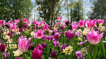 Close-up view of the tulip field in Keukenhof Park Nederlands video