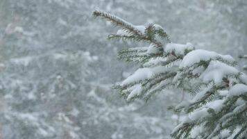 Fir Branch On A Snowy Day video