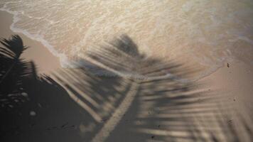 Shadow Of A Palm Branch video