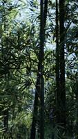 A group of trees that are next to each other video