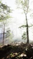 FPV Drone Weaving Through Tall Trees in a Forest video