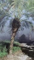 A palm tree in the middle of a foggy forest video