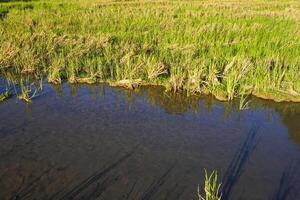 Wild rice seeds and wetland water create beautiful textures photo
