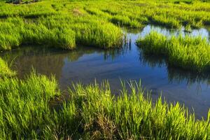 Wild rice seeds and wetland water create beautiful textures photo