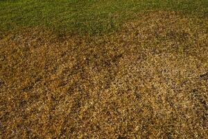 Texture of dry grass and green grass, suitable for background photo