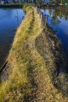 Photo of an elongated rice field embankment and looking at the grass above it