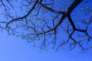The tree branch has no leaves under the blue sky photo