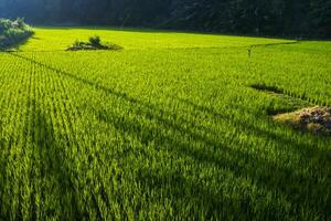 Photo of a view of rice fields with green rice plants in the afternoon