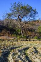 Photo of views of trees around mountain slopes and dry rice fields