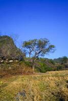 Photo of views of trees around mountain slopes and dry rice fields