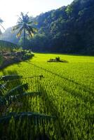 Photo of a view of rice fields with green rice plants in the afternoon