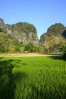 Photo of a view of rice fields with green rice plants in the afternoon