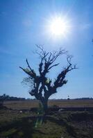 View of kerik trees in the dry season in the afternoon photo
