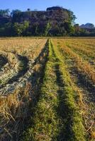 A photo of a dry rice field view is suitable as a background