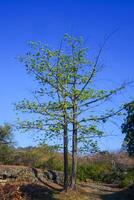 the view of trees in arid land is suitable as a background photo